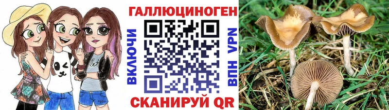 Купить где  Торжок  Галлюциногенные грибы Psilocybe 